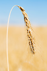 Image showing one ripe gold wheat ear