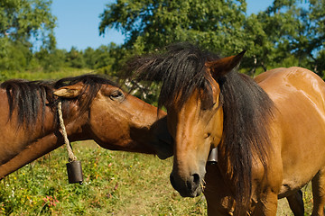 Image showing Two horse heads 