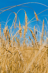 Image showing  wheat ears