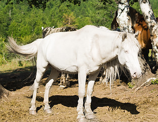 Image showing white horse