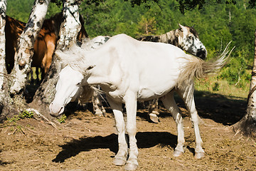 Image showing  horse shaking tail and mane