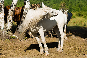 Image showing white horse turning head