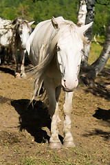 Image showing white horse