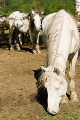 Image showing white horse