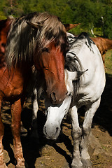Image showing White and brown horse