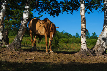 Image showing horse and birch