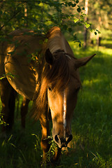 Image showing horse in the forest