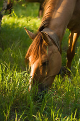 Image showing Brown horse eat fresh grass 