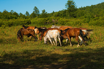 Image showing horse herd gazing