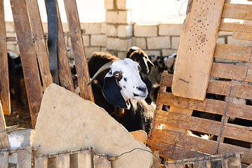 Image showing white goat head