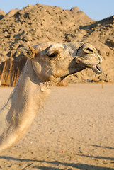 Image showing camel head