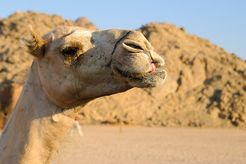 Image showing camel head