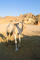 Image showing funny camel