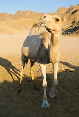 Image showing funny camel