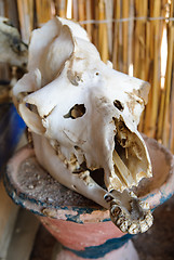 Image showing camel scull