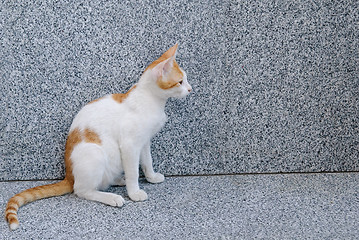 Image showing red white sitting cat