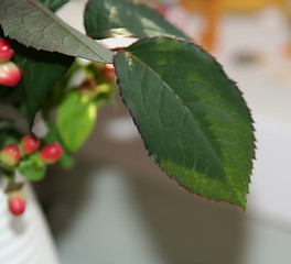 Image showing Rose leaf