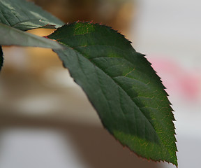 Image showing Rose leaf