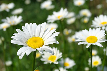 Image showing Daisy