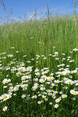 Image showing Daisies.