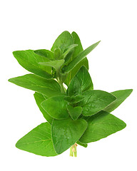 Image showing Oregano