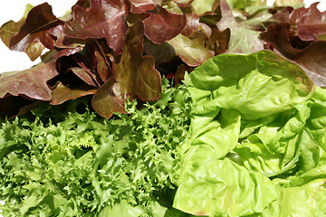 Image showing Lettuce.