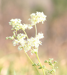 Image showing Blossom