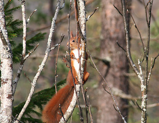 Image showing Squirrel