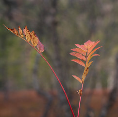 Image showing Autumn leafs