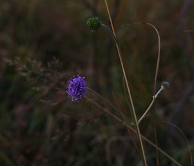 Image showing Purple flower