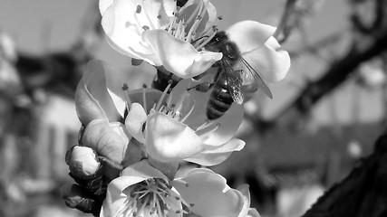 Image showing Bee fetching nectar from flower