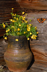 Image showing Hungerweeds In Ceramic Flowerpot And Butterfly