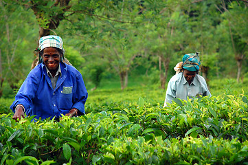 Image showing Tea Pickers At The Tea Plantation