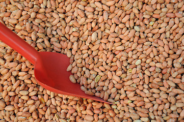 Image showing Salted Peeled Peanuts And Scoop