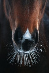 Image showing Close-up of horse