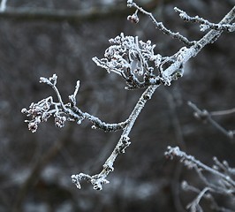 Image showing Frozen branch