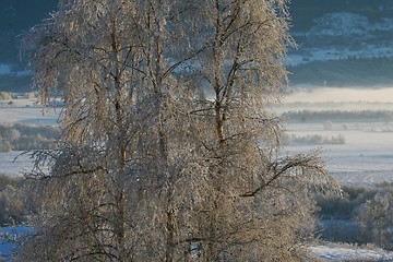 Image showing Winter scene