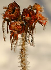 Image showing Frozen rose hip