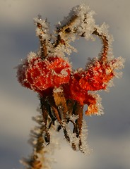 Image showing Frozen rose hip