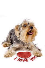 Image showing yorkshire terrier with a 3d heart