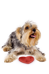 Image showing yorkshire terrier with a 3d heart