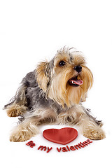 Image showing yorkshire terrier 