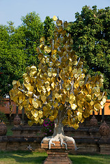 Image showing Tree with golden leaves