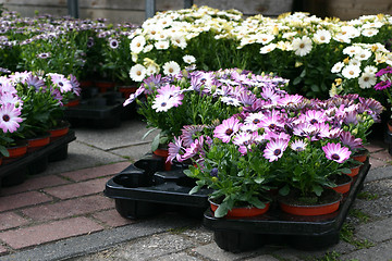 Image showing Spanish flowers