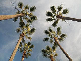 Image showing Palm trees