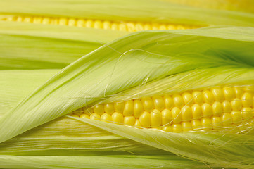 Image showing fresh corn background
