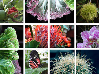 Image showing Compositions of nature