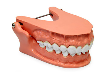 Image showing Teeth model