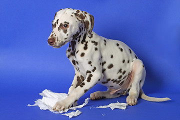 Image showing Dalmation