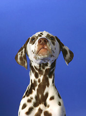 Image showing Dalmation